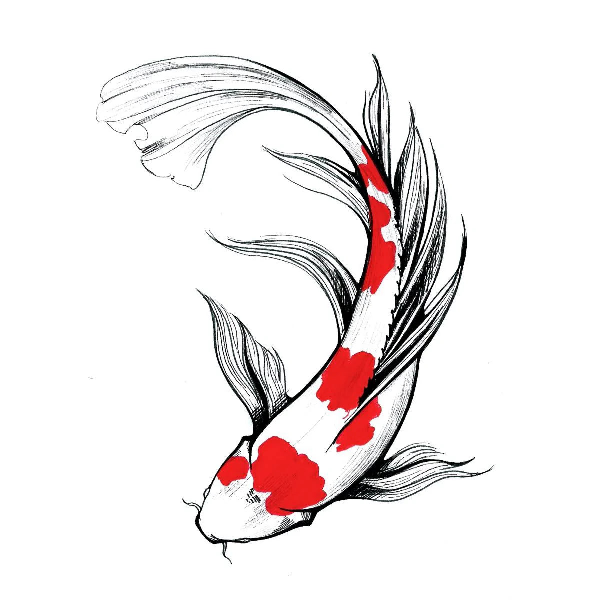 Koi carp - 3 & 6 March