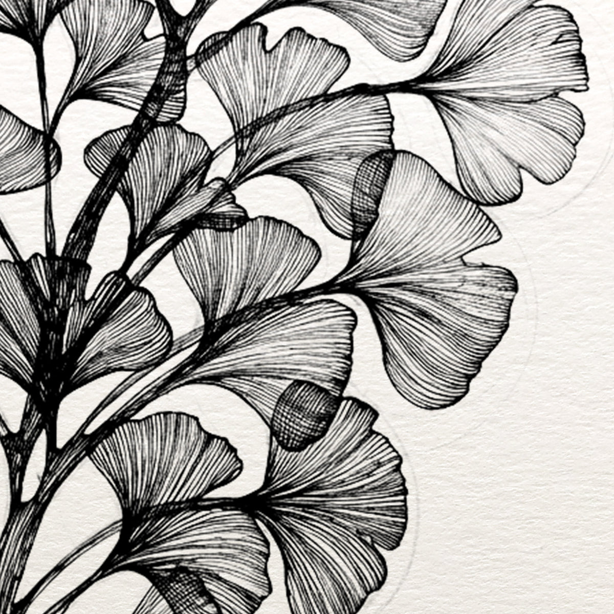 Ginkgo for Adults - 5 January