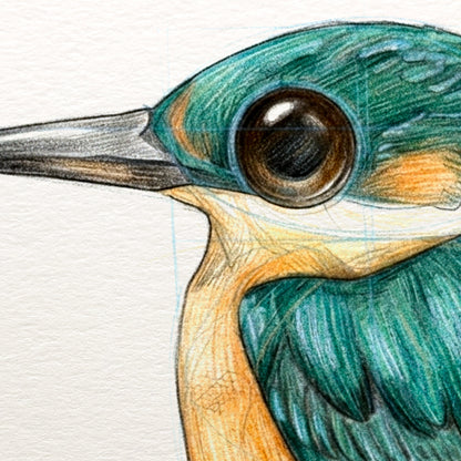 Kingfisher for Adults - 25 May